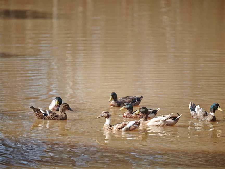 Fosters Lake, Glenrowan, VIC