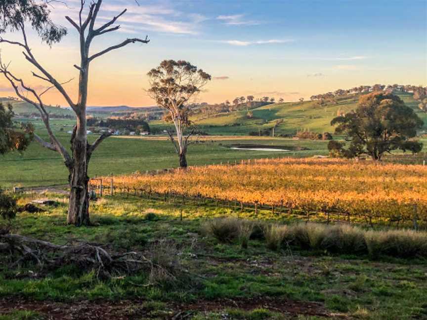 Patina Wines Garden, Dromana, VIC