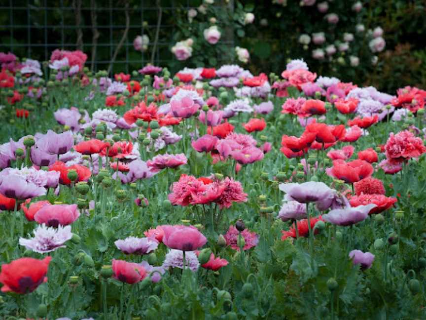 Alowyn Gardens, Yarra Glen, VIC