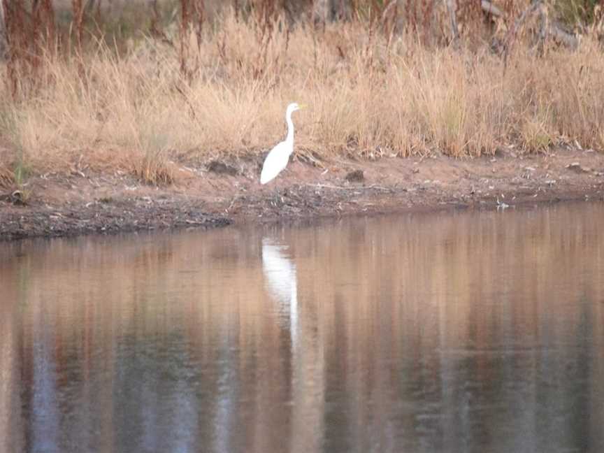 Wetlands of Wyalong, Wyalong, NSW