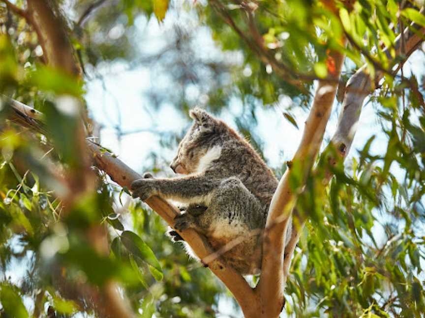 Koala Conservation Reserve, Rhyll, VIC