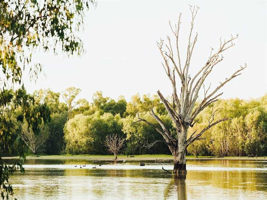 Wonga Wetlands, Albury, NSW