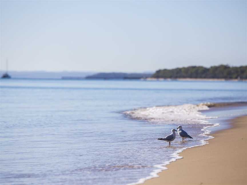 Birdwatching on the Fraser Coast, Hervey Bay, QLD