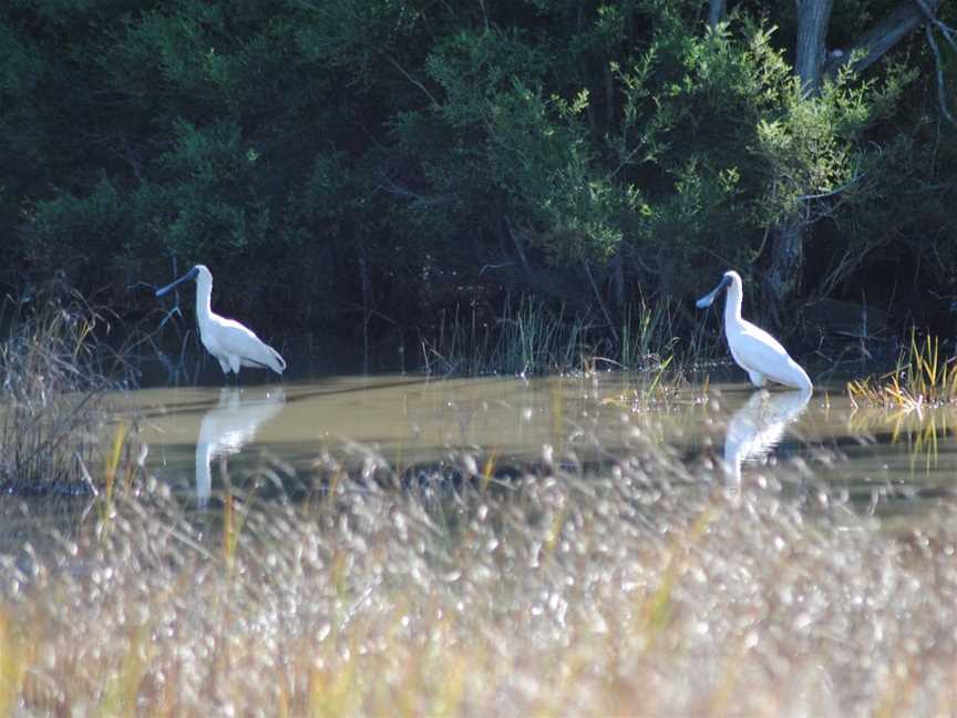 Birdwatching on the Fraser Coast, Hervey Bay, QLD