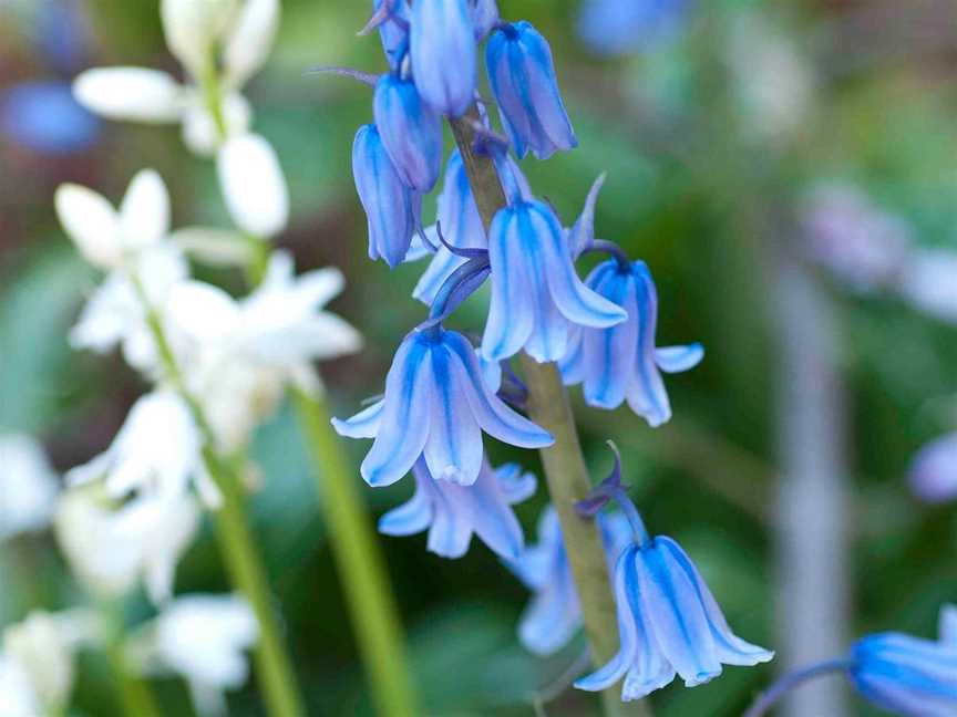 Wildwood Garden, Bilpin, NSW