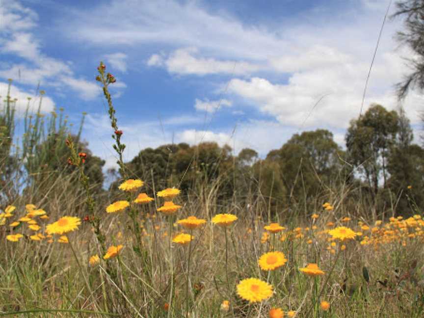 Euroa Arboretum, Euroa, VIC