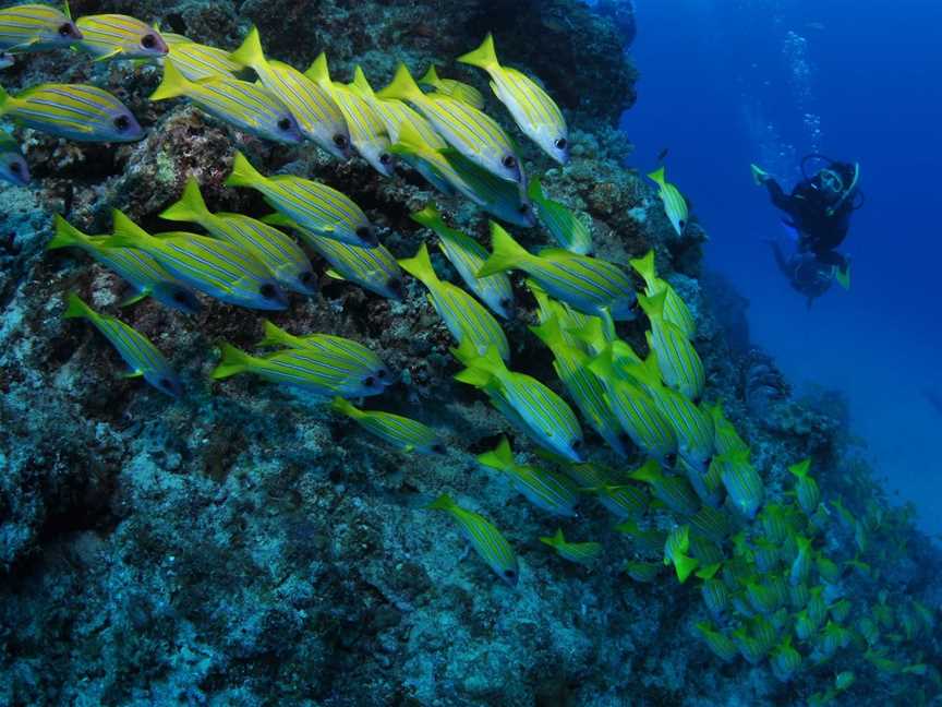 Barracuda Bommie Dive Site, Port Douglas, QLD