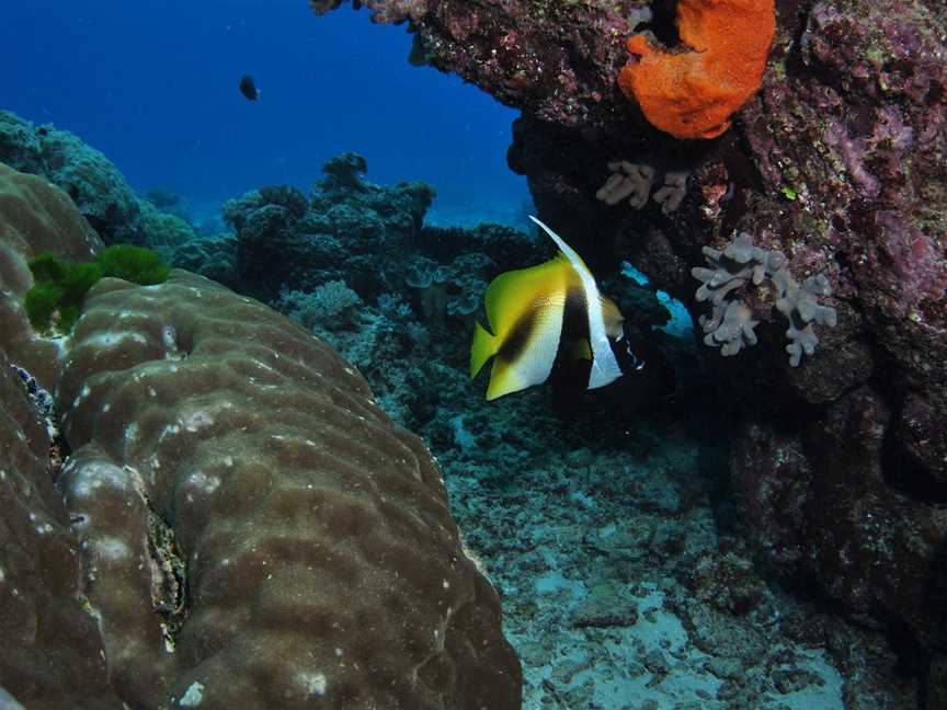 Barracuda Bommie Dive Site, Port Douglas, QLD