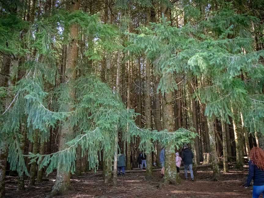 The Firs, Moonan Brook, NSW