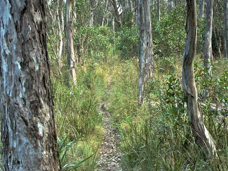 Thunderbolts lookout, Barrington Tops, NSW