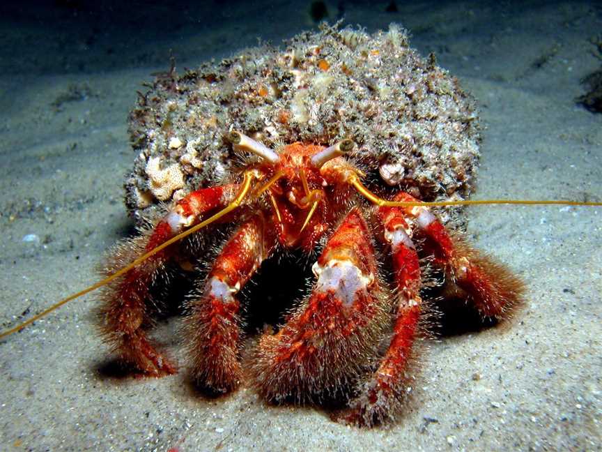 Batemans Marine Park and Sanctuary, Batemans Bay, NSW