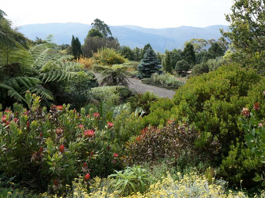 The Blue Mountains Botanic Garden, Mount Tomah, Mount Tomah, NSW