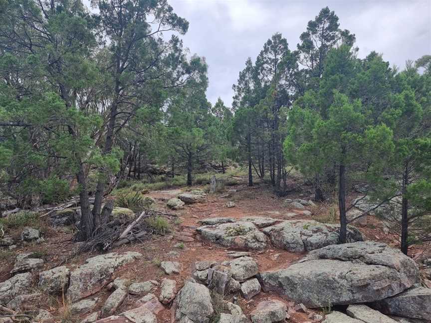 Mount Brogden Walking Track, Binya, NSW