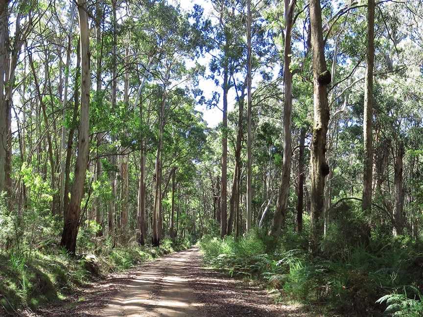 Blue Range Camping and Picnic Area, Bridge Creek, VIC