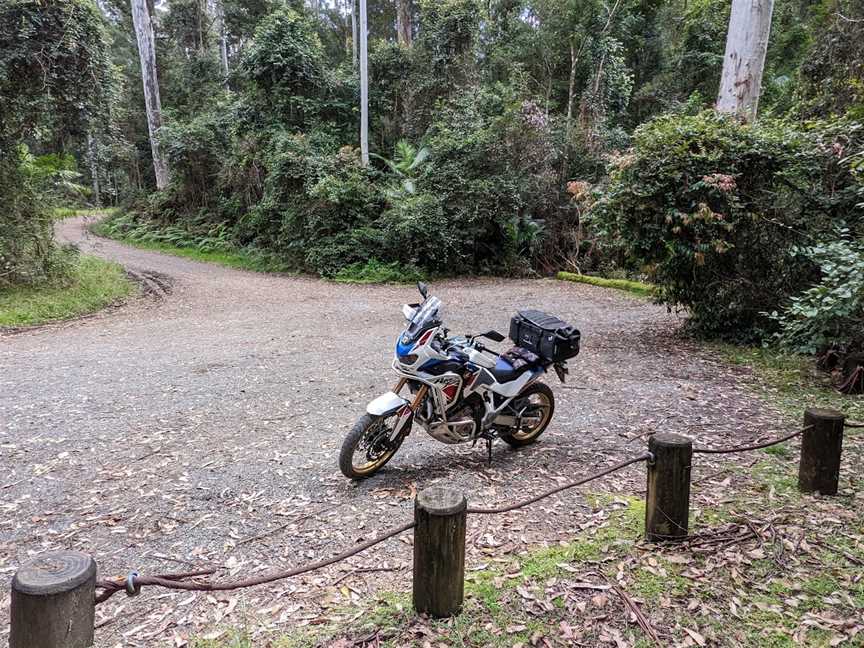 Grandis picnic area, Boolambayte, NSW