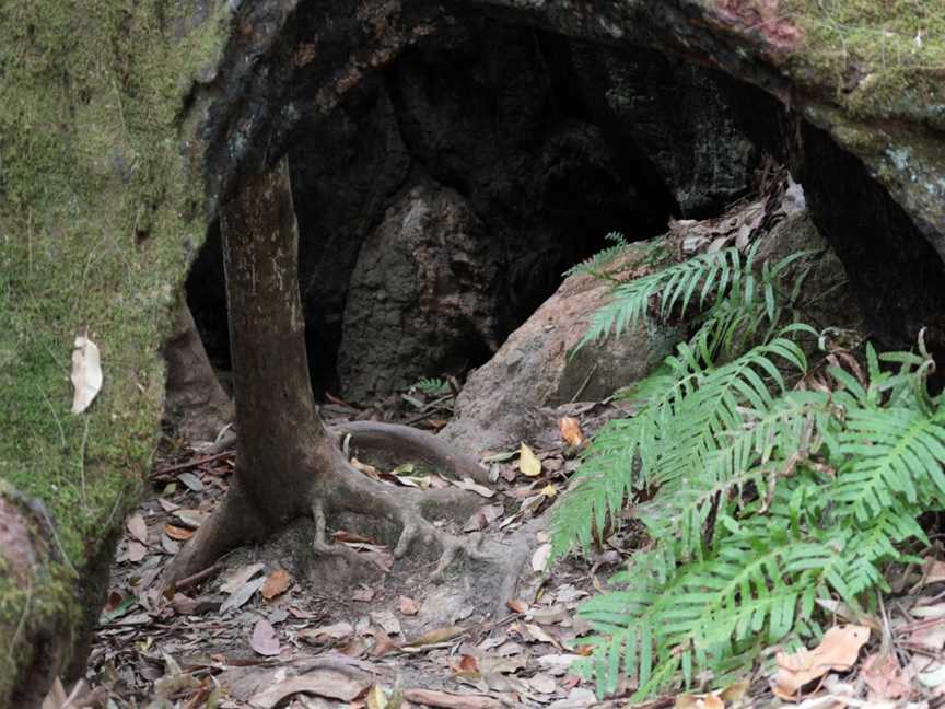 Grandis picnic area, Boolambayte, NSW