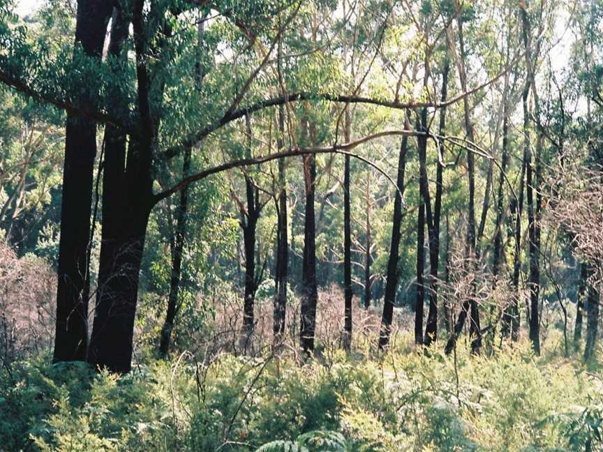 Booderee National Park: Telegraph Creek Nature Trail, Jervis Bay, NSW