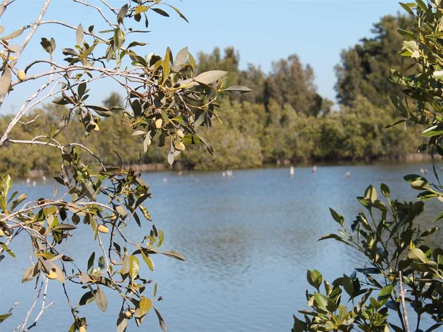 Boyters Lane Bird Hide, Jerseyville, NSW