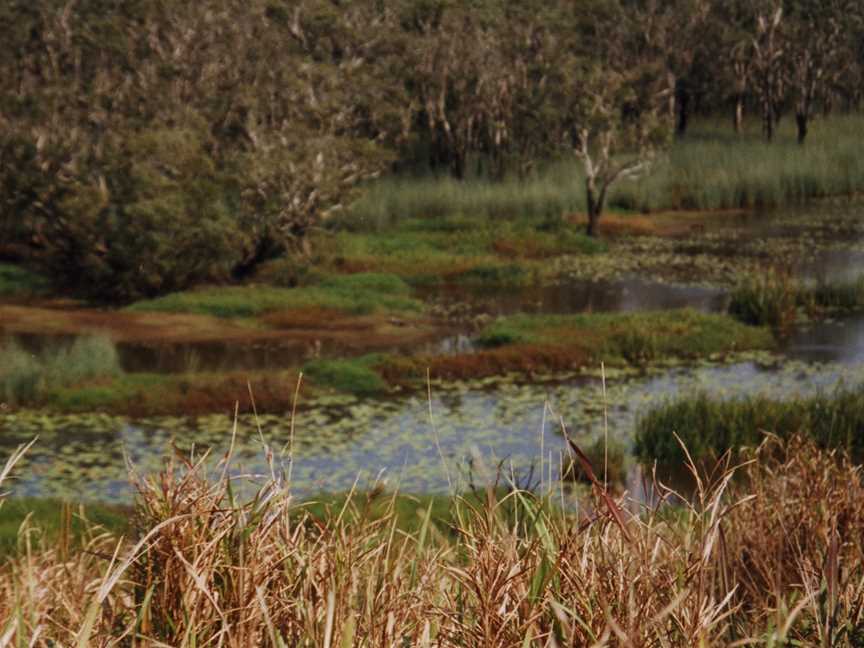 Eubenangee Swamp National Park, Babinda, QLD