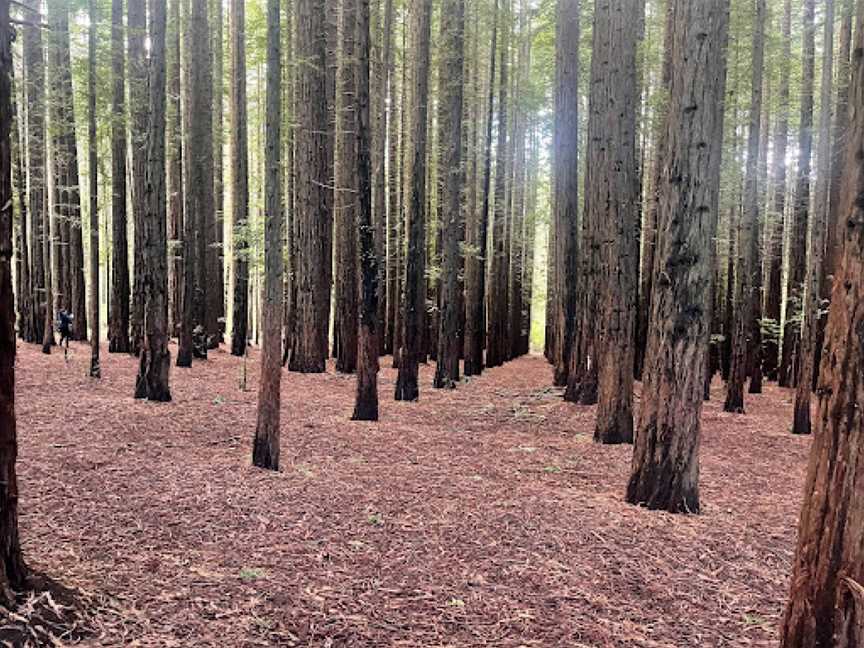 Californian Redwood Forest, East Warburton, VIC