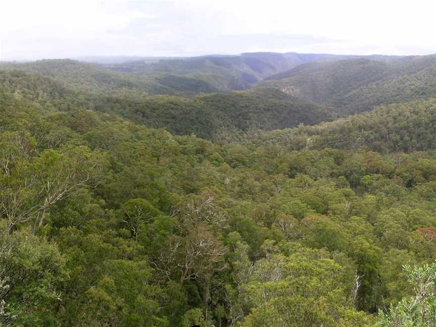 Guy Fawkes River National Park, Chaelundi, NSW