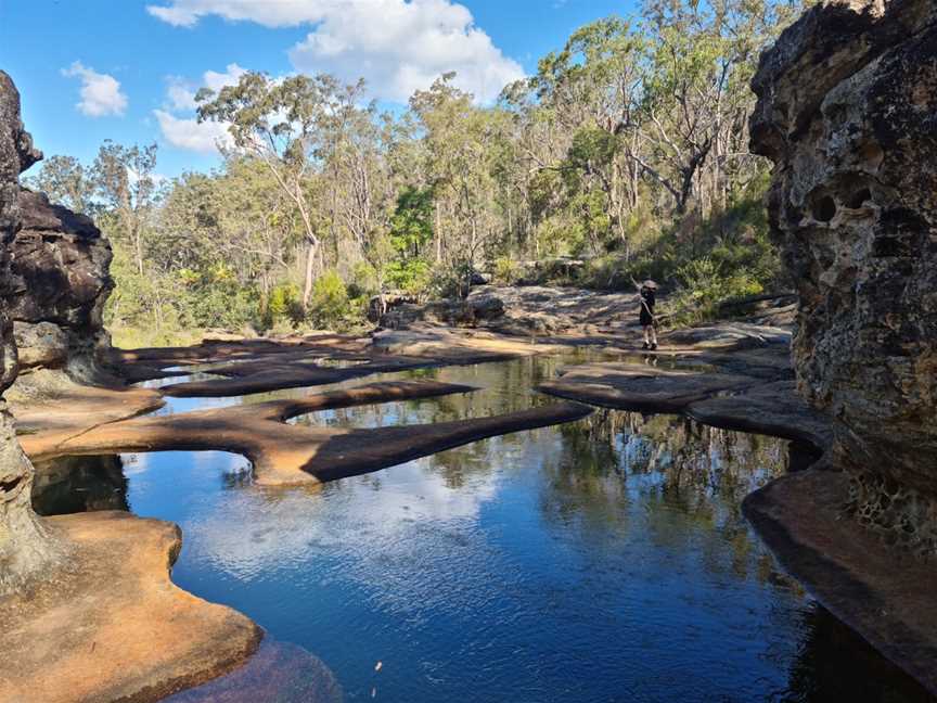 Blackdown Tableland National Park, Dingo, QLD