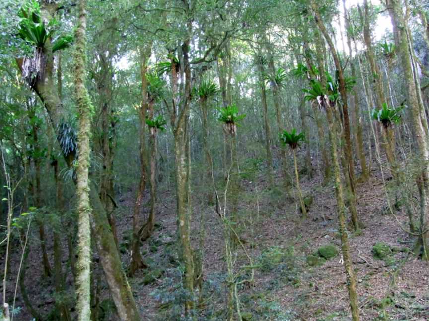 Copeland Tops State Conservation Area, Copeland, NSW