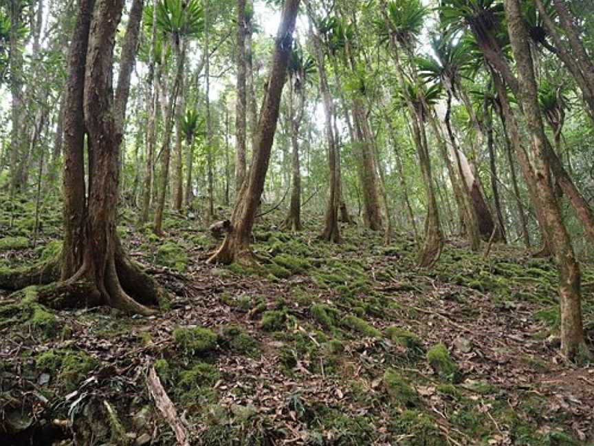 Copeland Tops State Conservation Area, Copeland, NSW