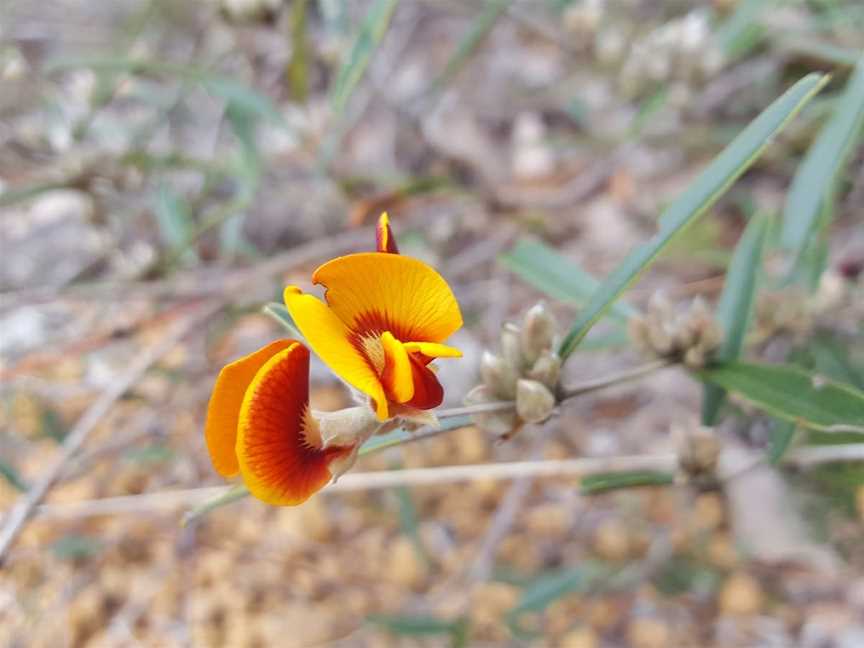 Dawn Atwell Nature Reserve, Toodyay, WA