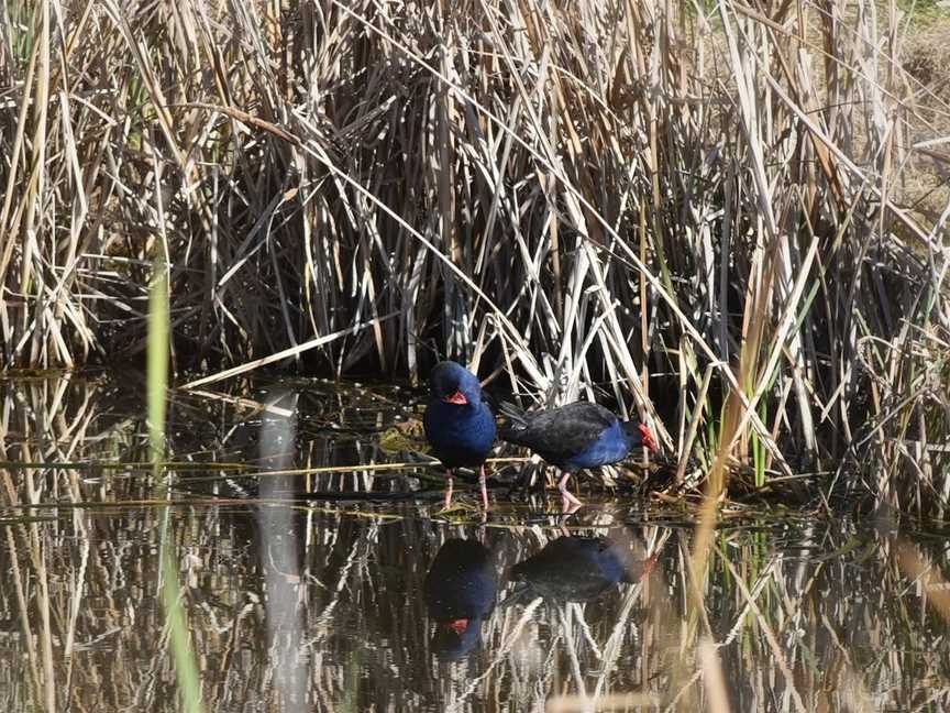 Junee Urban Wetlands, Junee, NSW