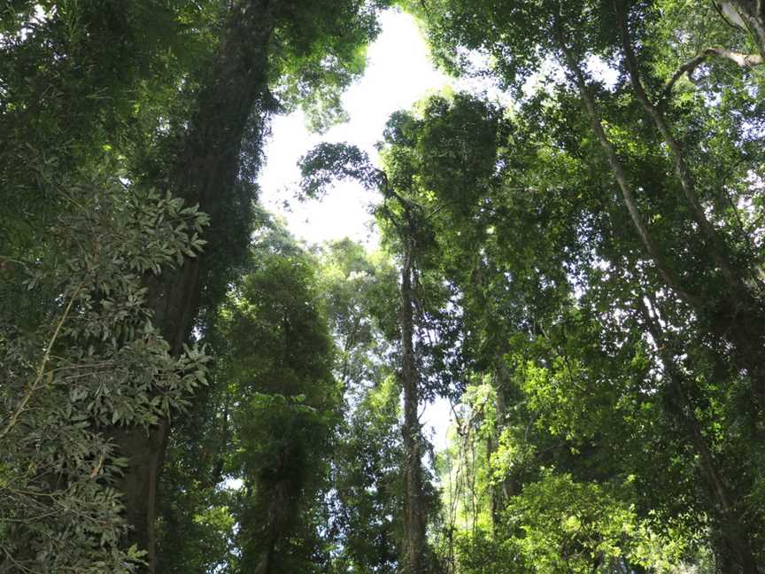 Coramba Nature Reserve, Coramba, NSW