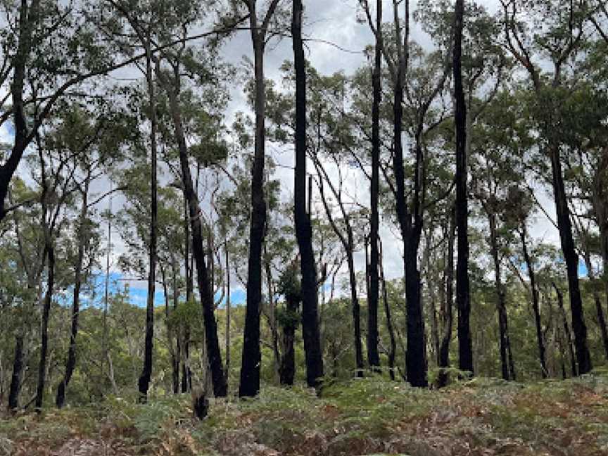 Tallarook State Forest, Tallarook, VIC