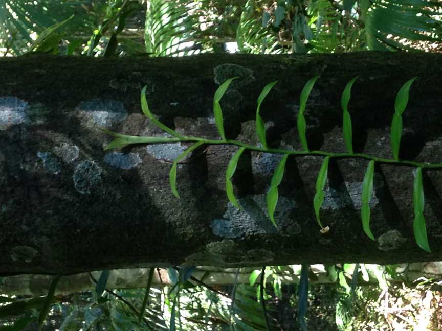 Eungella National Park, Eungella, QLD