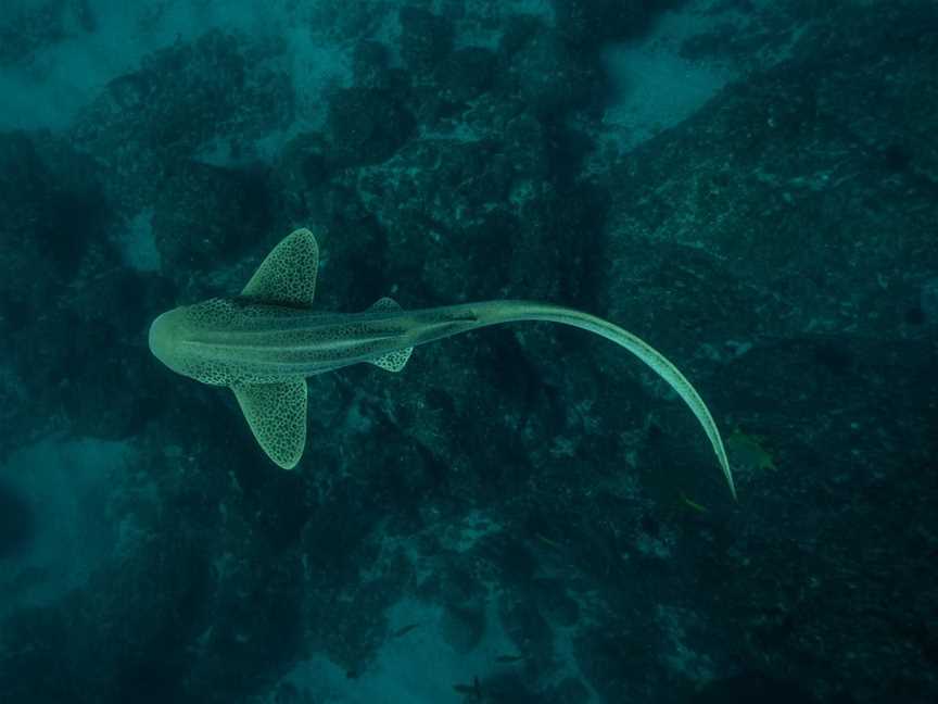 Cook Island Aquatic Reserve, Fingal Head, NSW