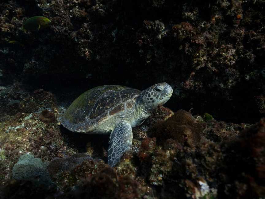 Cook Island Aquatic Reserve, Fingal Head, NSW