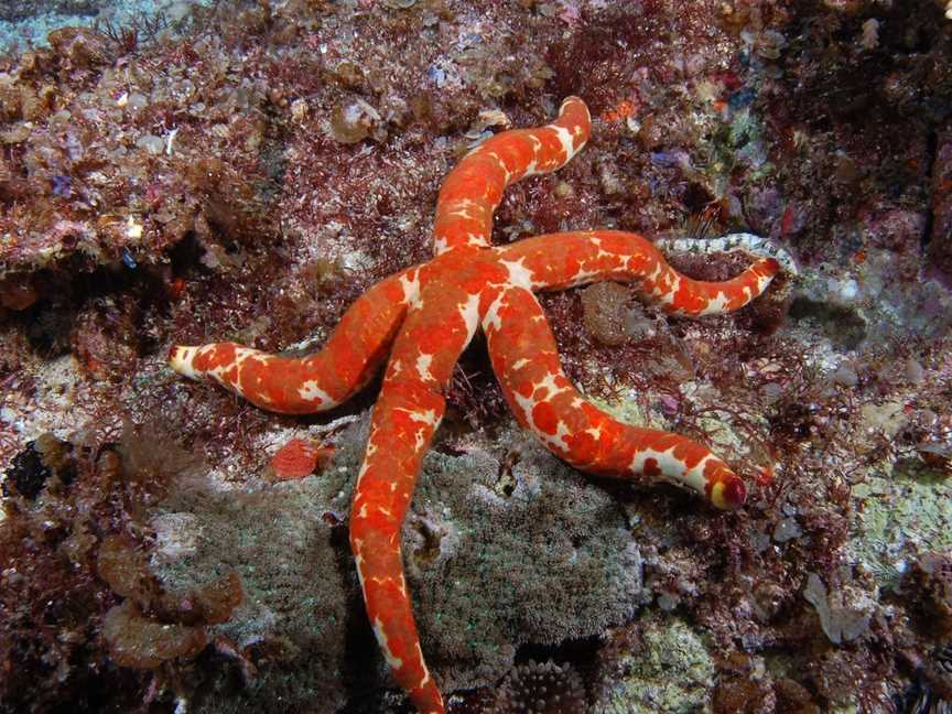 Flat Rock Dive Site, North Stradbroke Island, QLD