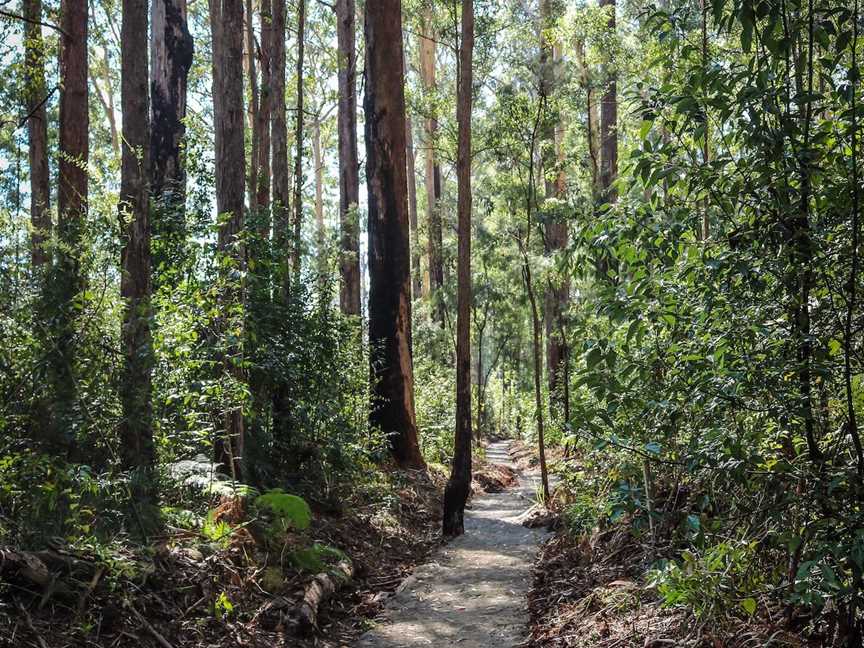 Coopernook Forest HQ, Moorland, NSW