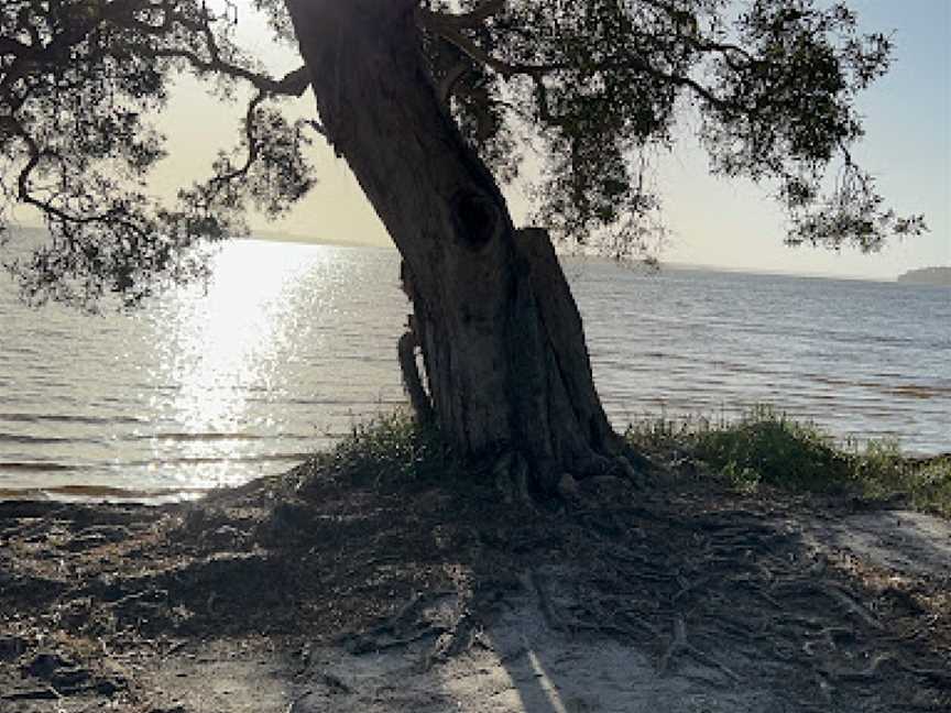 Sailing Club picnic area, Forster, NSW