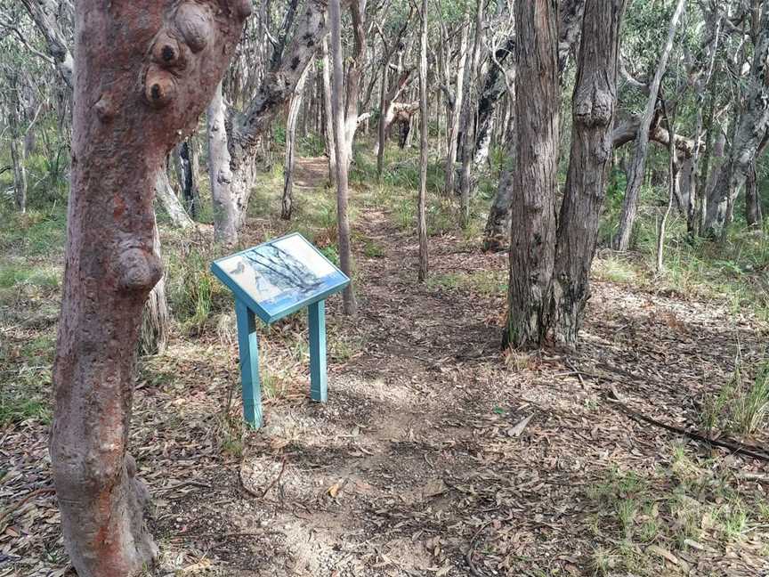 Palms picnic area, Frazer Park, NSW