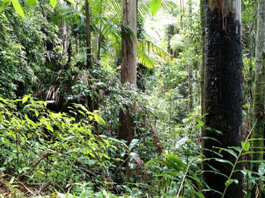 Rainforest Way Mt Warning View Circuit, Lismore, NSW