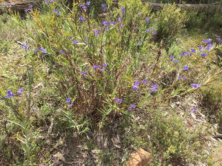 Alpine Views Walk, Wangandary, VIC