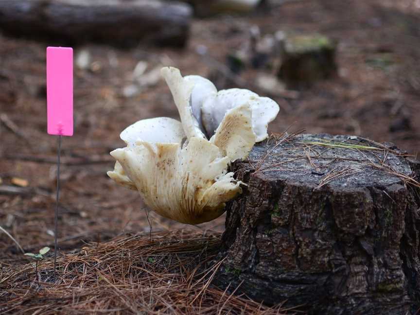 Ghost Mushroom Lane, Glencoe, SA