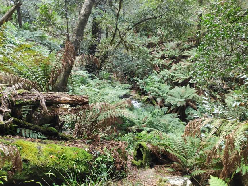 Gloucester Falls picnic area, Gloucester Tops, NSW