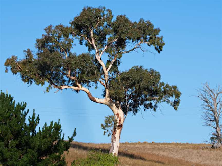 Birdwatching at Jean Todkill Park in Crookwell, Crookwell, NSW