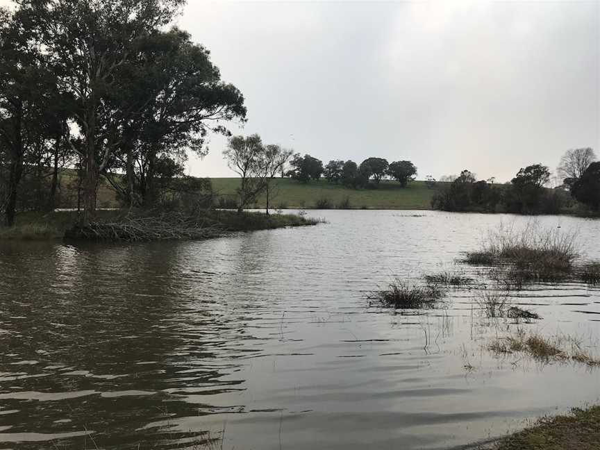 Birdwatching at Jean Todkill Park in Crookwell, Crookwell, NSW