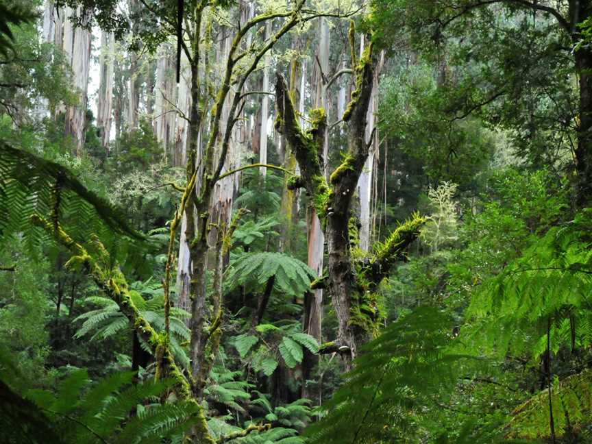 Tarra Bulga National Park, Balook, VIC