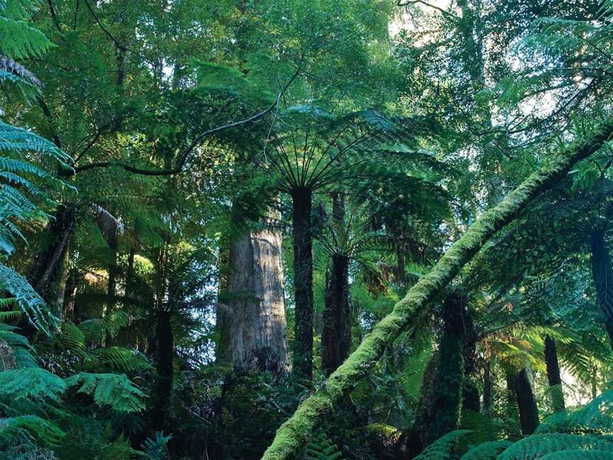 Tarra Bulga National Park, Balook, VIC