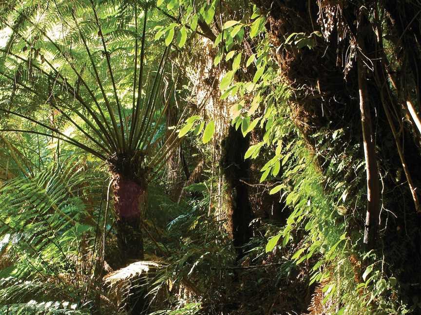 Tarra Bulga National Park, Balook, VIC