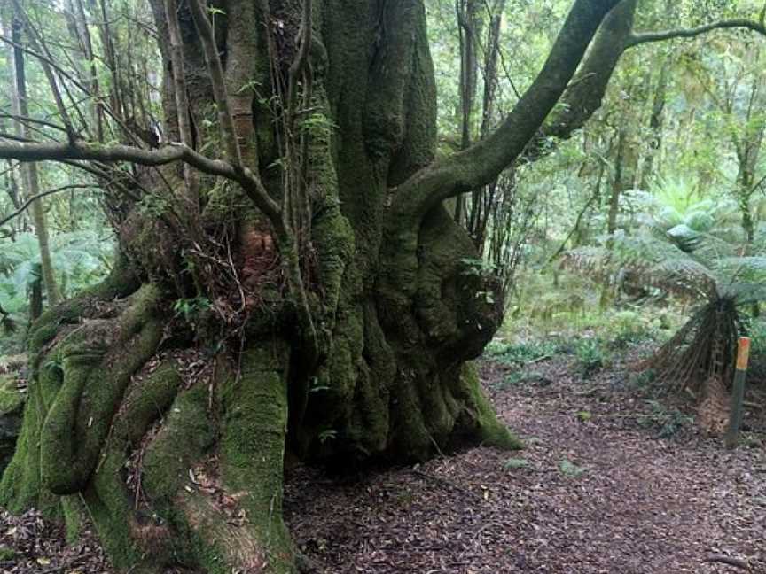 Gulaga National Park, Tilba Tilba, NSW