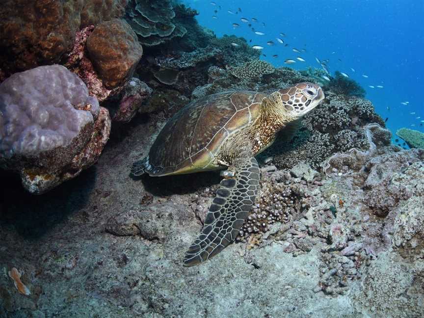 Hole In The Wall, Heron Island, QLD